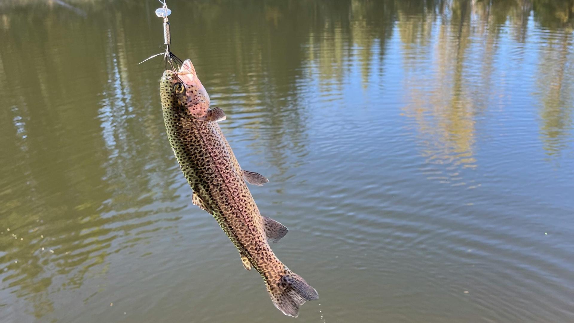 Proposal for early trout season earns support